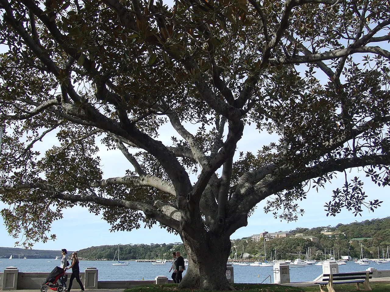 Balmoral Beach, Mosman, Sydney